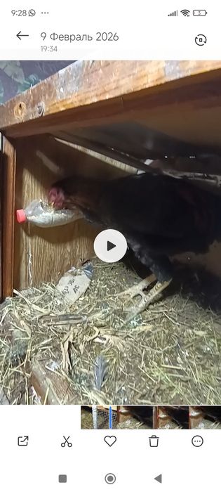 Продается жужик срочно