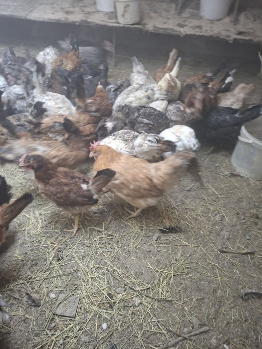 Продам молодых кур несушек!!!