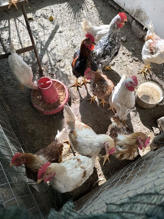 Петли големи и малки