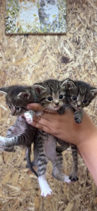 Котята ищут новый дом
