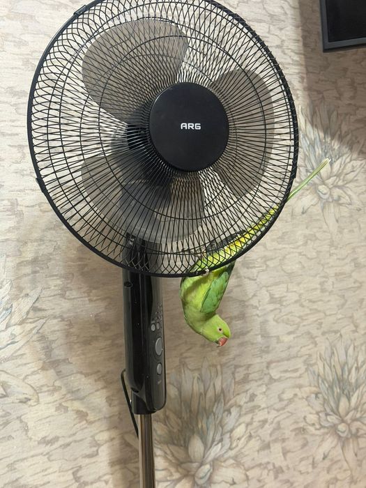 Ожереловые попугаи птенцы