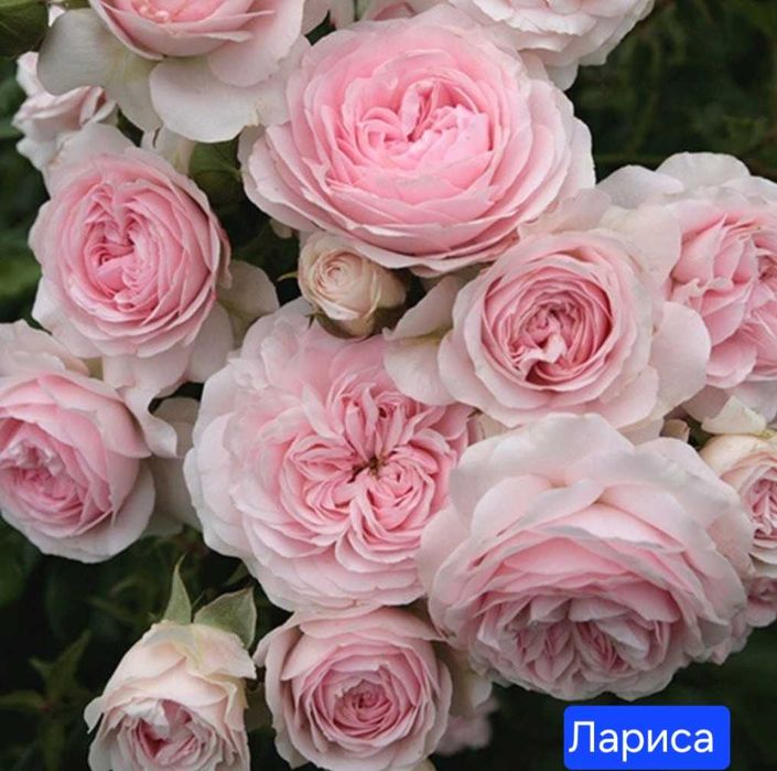Розы. Саженцы сортовой розы.