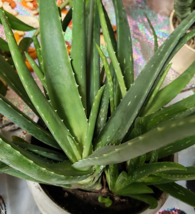 Продам комнатные растения