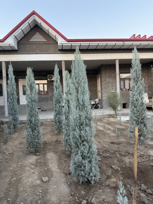 Arizonskiy kiparis argina italiya 2.50 dan 3 metrgacha