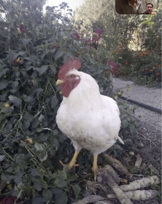 Цыплята бройлеров