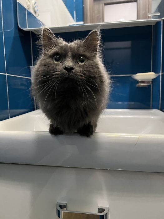Отдам кота в добрые руки