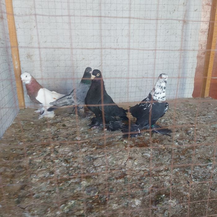 Капкан Челкар Жук  Соч