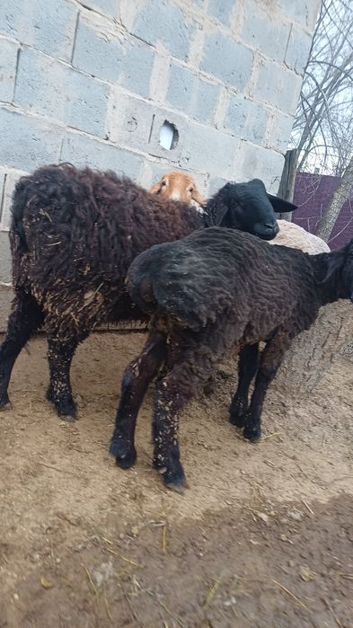 Семіз тоқты сатылады