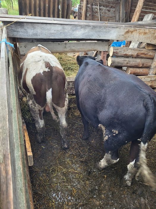 Vand 3 tauras 250kg