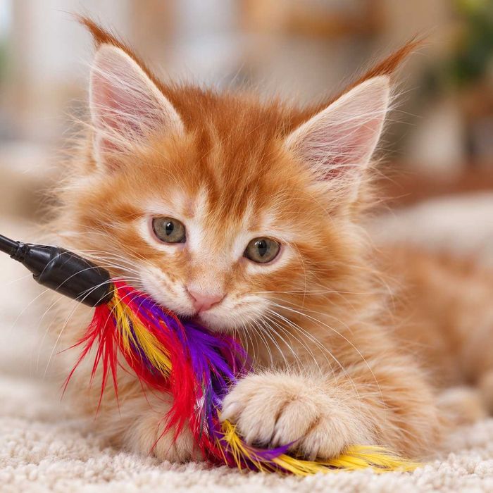 Viking – motănel Maine Coon roșcat, cu pedigree | LYNX RUNE CODE