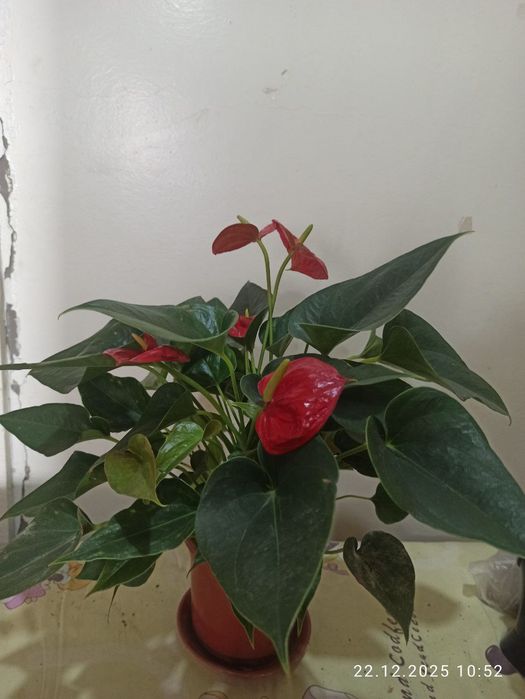 Продам антуриум.