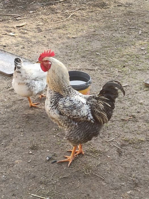 Cocoși tineret din mai anul trecut