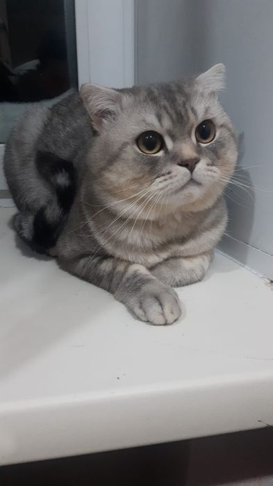 Кошка шотландский