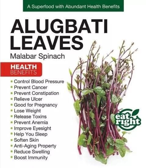 Spanac Malabar Rosu(+ 90 Seminte)