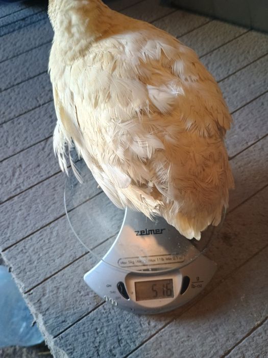 Prepelițe polare xxl