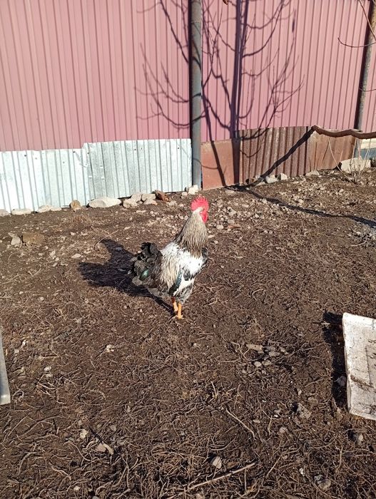 Петушки продам 5000 тнг