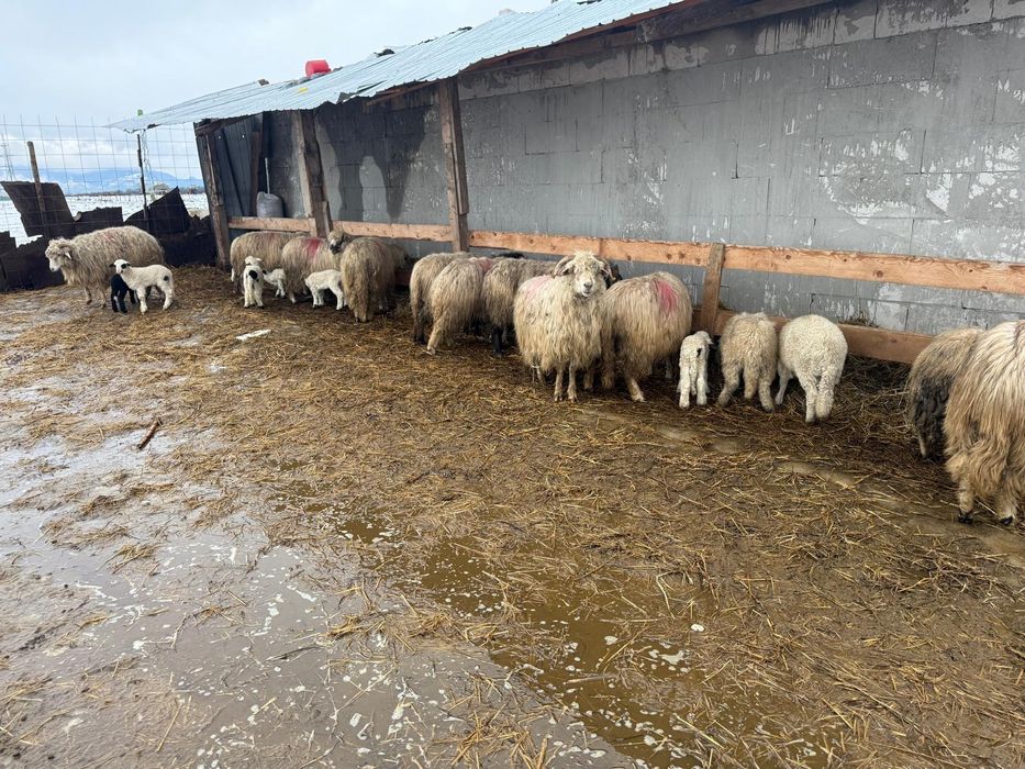 Oii miei berbecuț mieluțe de vânzare  Simeria  599