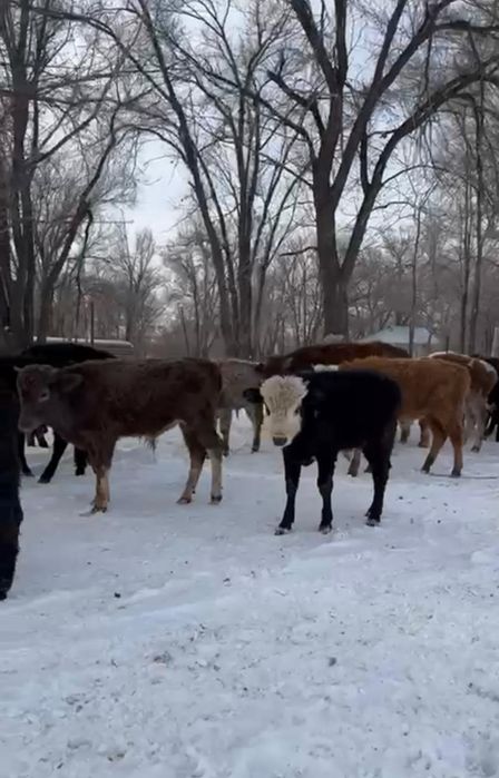 Продам бычков срочно Букалар сатамын