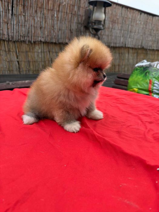 Fetita pomeranian
