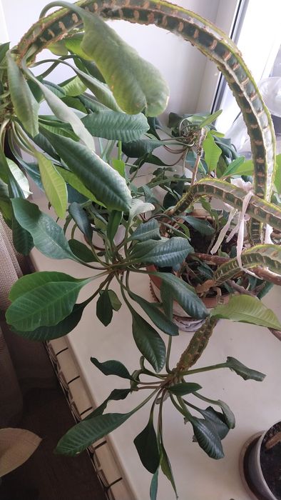 Продам Молочай беложильчатый