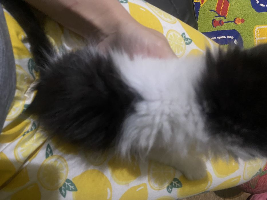 Котёнок мальчик очень добрый, нежный ручной