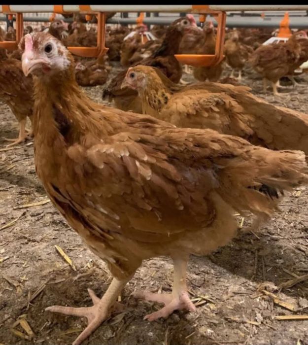 Vând puii de carne și de ouă cu livrare gratuita la Domiciliu pentru d