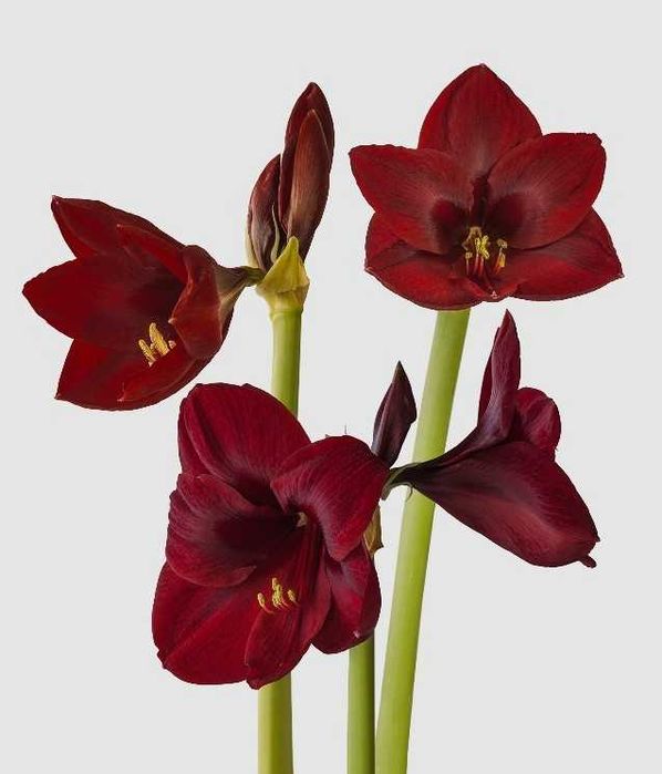Amaryllis Grand Diva ,, Амарилис Гранд Дива.