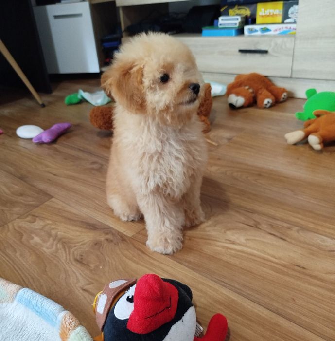 Пудел Мини -момченце