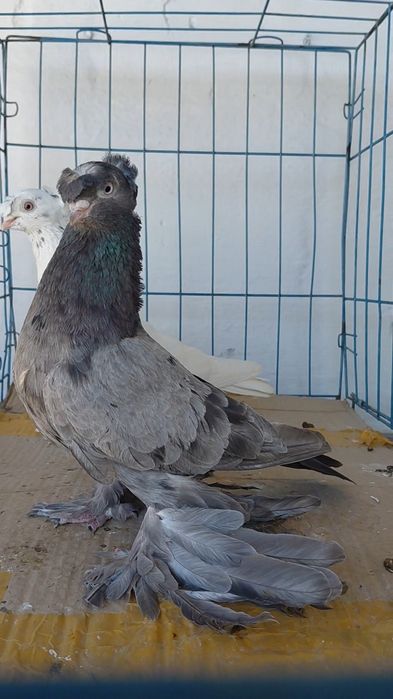 Голуби игровых кровей