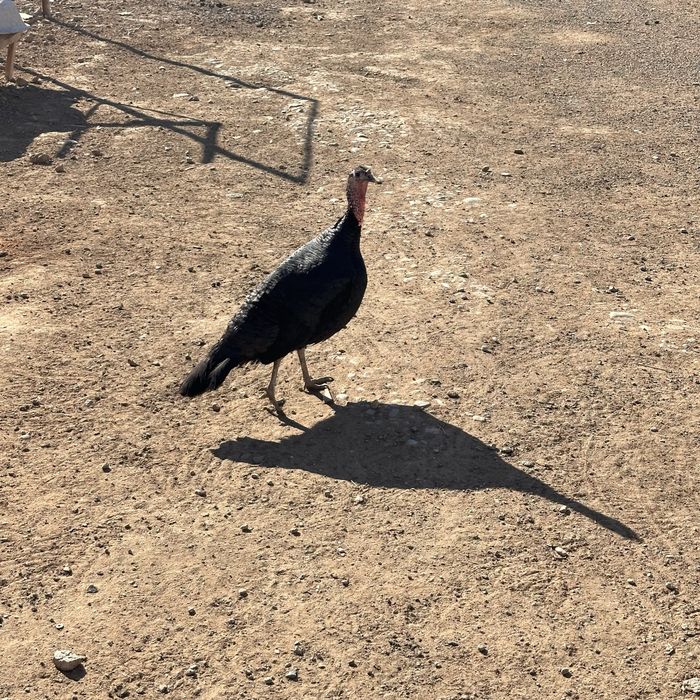 2 үндік сатылады