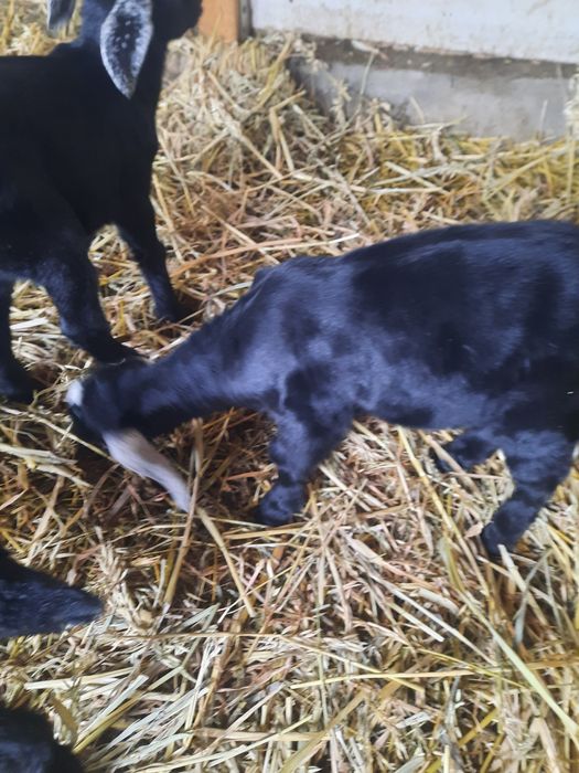 Vand Țapusor anglo-nubiana pur.