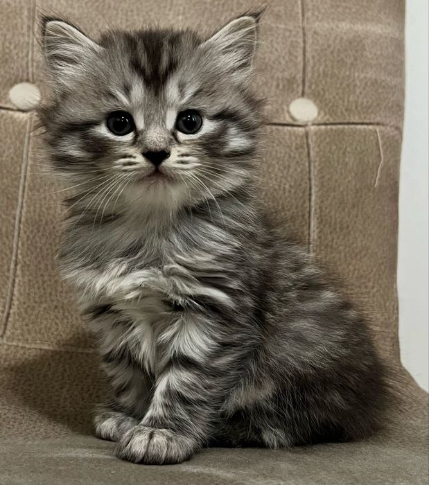 Продаются шотландские котята (Scottish Fold и Scottish Straight)