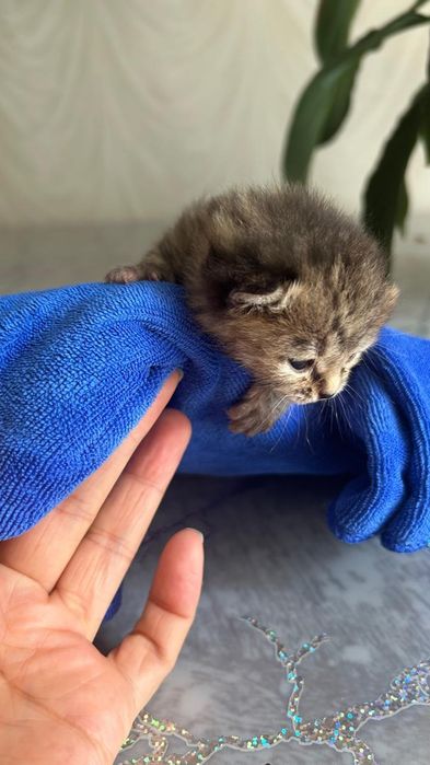 Котёнок ищет семью!