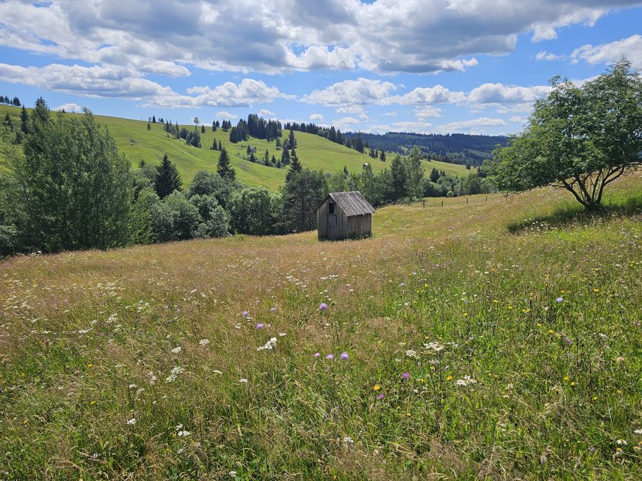 Teren de vanzare extravilan in Bucovina zona Breaza