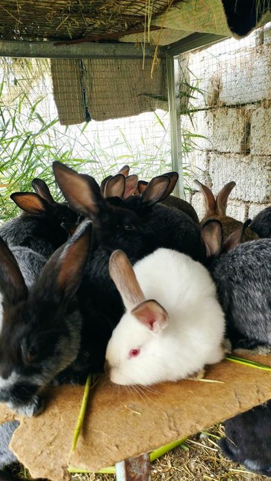 Quyon,  кролик sotiladi