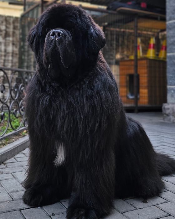 Щенок Ньюфаундленда