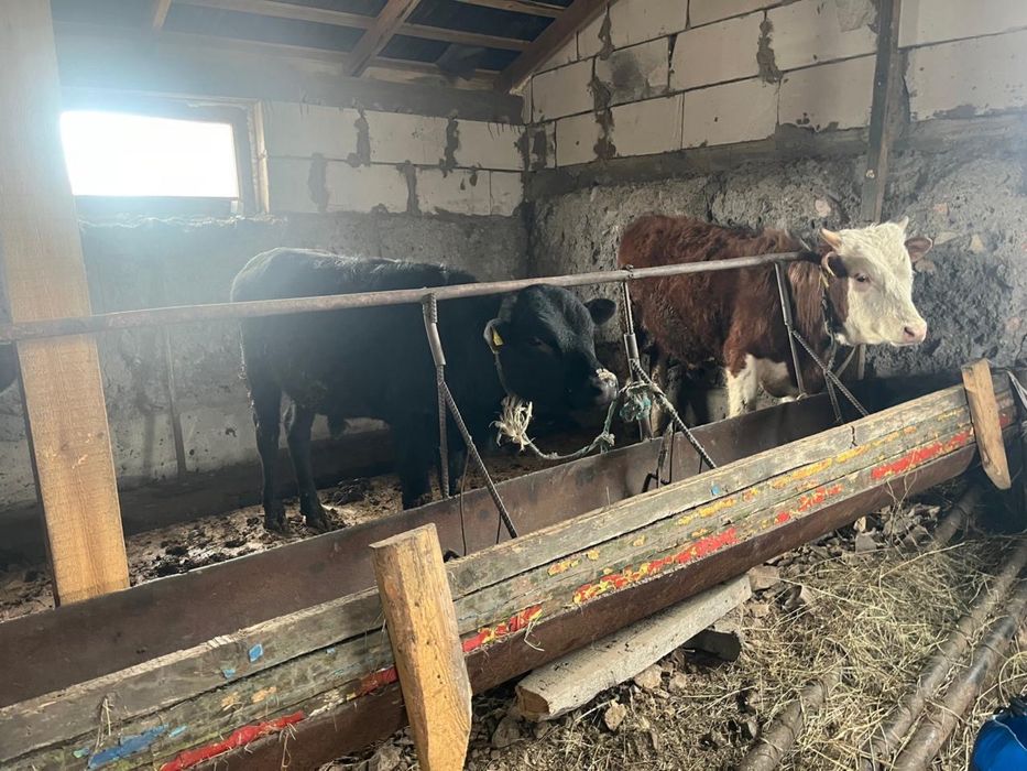 Продам бычков на откорм / Бычки на согым