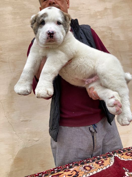 Щенок Алабая ( супер Гигант ) чистокровный