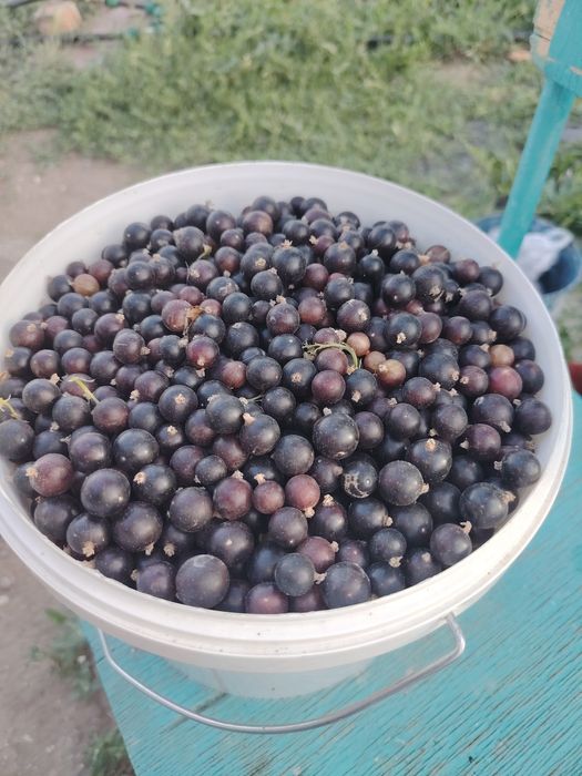 Продам 5 литровое ведро смородины, 10 тыс. Доставка бесплатно.