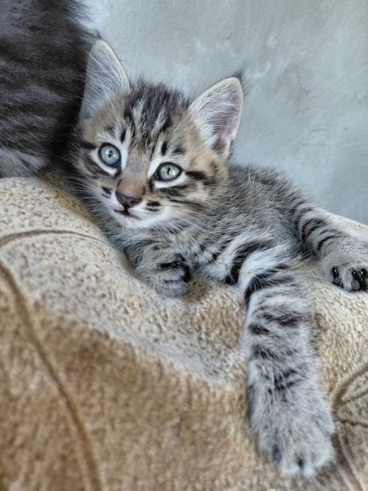 Отдам котёнка.  Мальчик