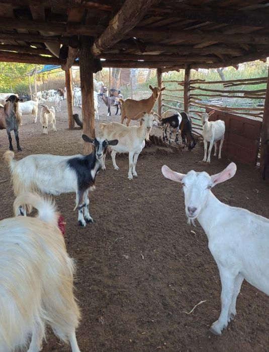 Capra alpina franceza gestanta