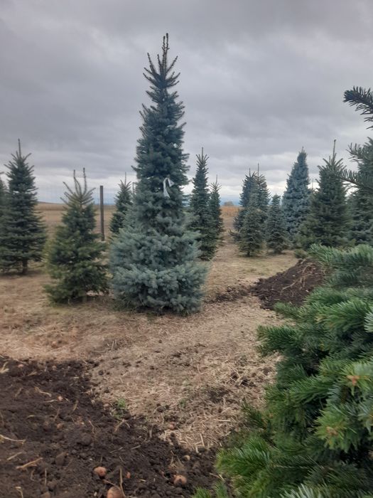 Gard viu Catalpa Leylandii Chiparos  Mesteacăn