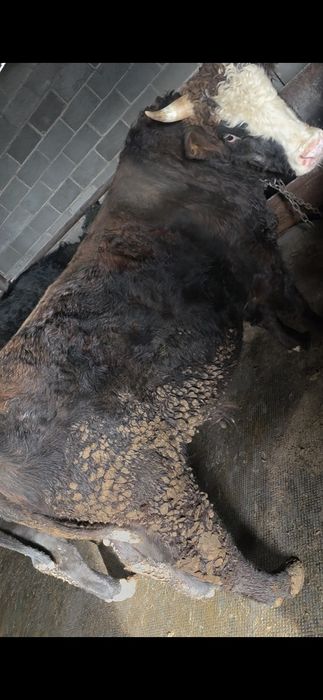 Продам Быка 2,5 года !