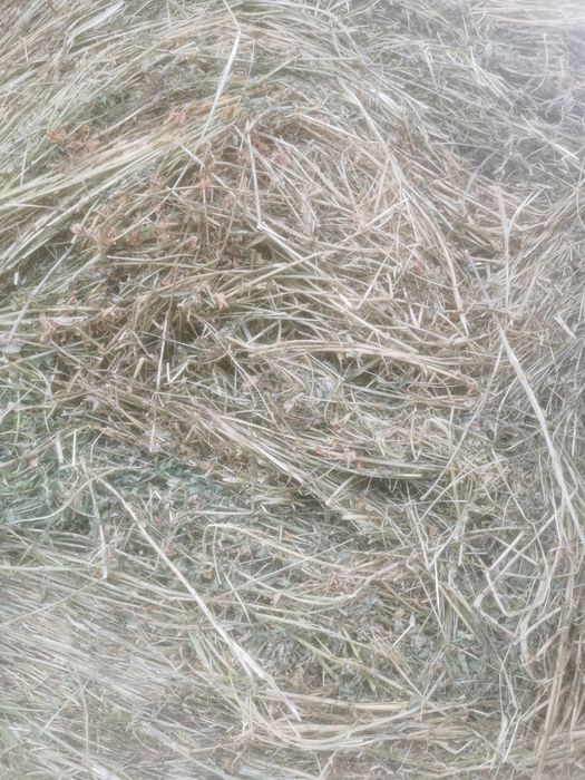 Baloți   lucernă