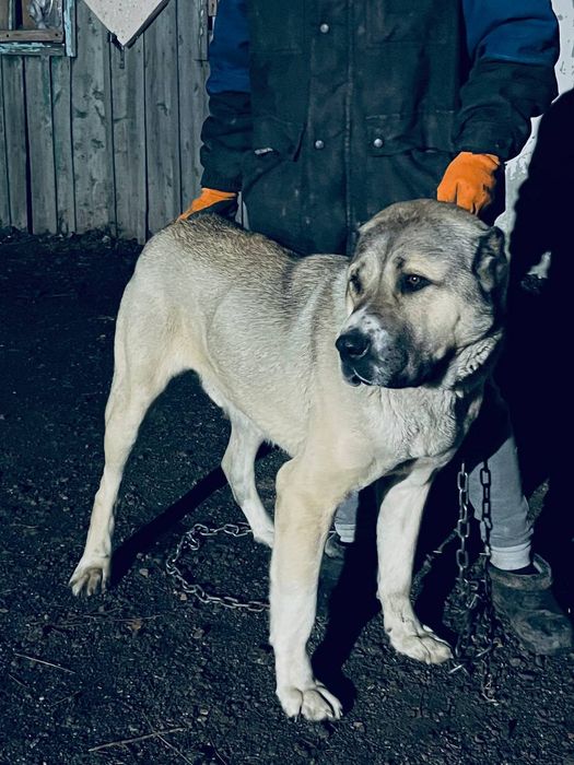 Чистокровный алабай