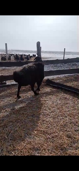 Кошкар 4-5 месяцев