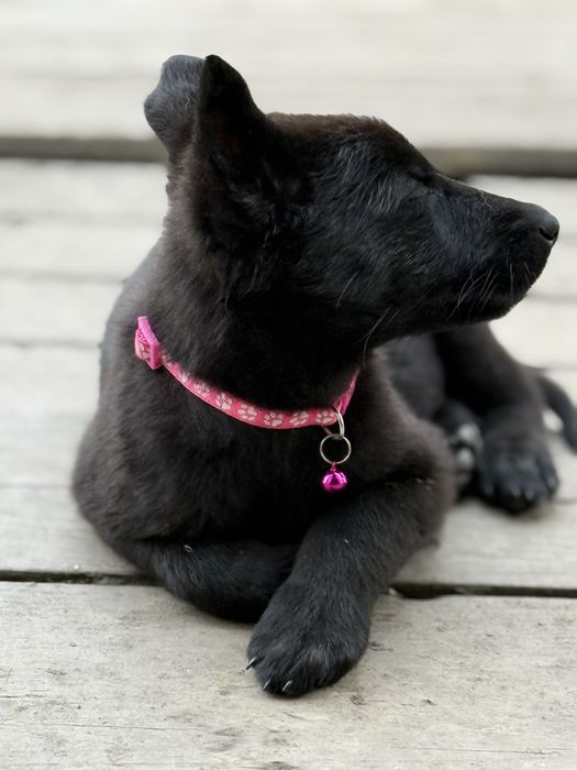 Catelusa ciobanesc german cauta familie iubitoare