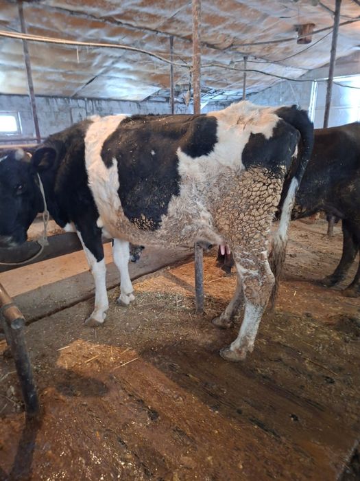 Продаю дойных коров