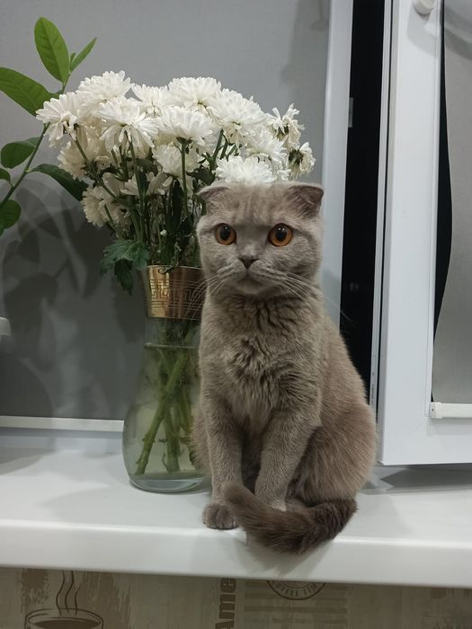 Котята шотландские вислоухие