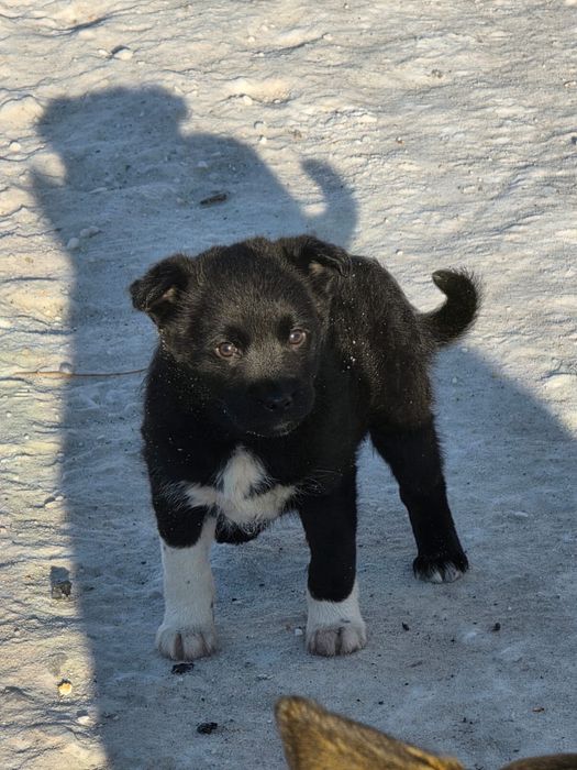 Отдам щенка бесплатно самовывоз